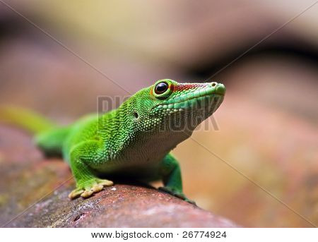 Grøn gecko på taget (Zürich zoo)