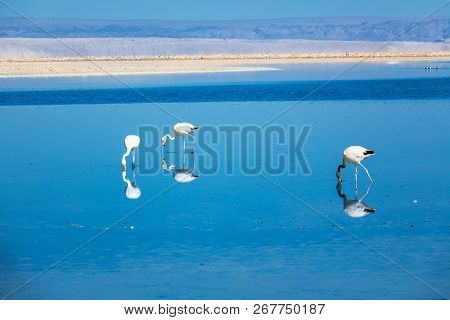 Flamingos In Chaxa Lagoon Salt Lake, Atacama Desert, Chile, South America