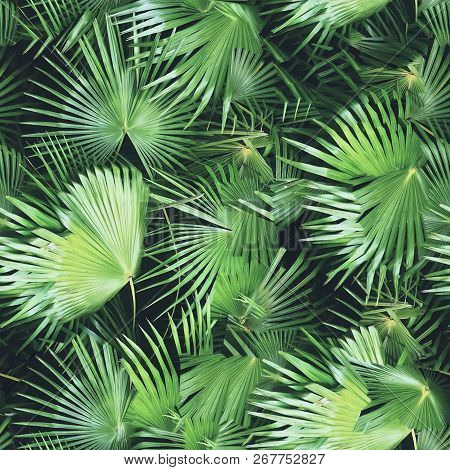 Tropical Leaves Pattern Palm Plants. Green Leaf Monstera Seamless. Artistic Photo Collage For Floral