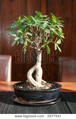 Bonzai holdning