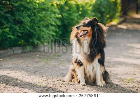 Rough Collie, Scottish Collie, Long-haired Collie, English Collie, Lassie Adult Dog Sitting In Park 
