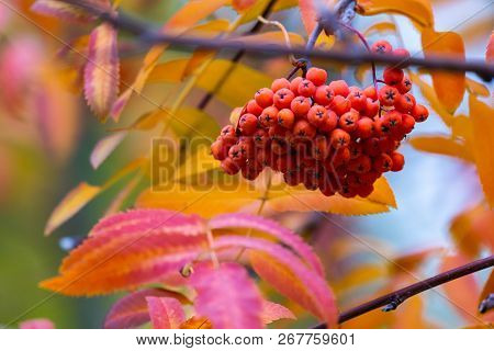 Rowan On A Branch. Red Rowan. Rowan Berries On Rowan Tree. Sorbus Aucuparia.