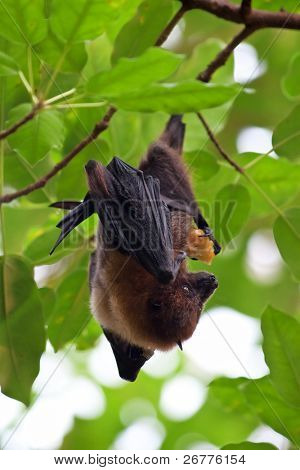 ค้างคาวผลไม้ (ทัสช้าง pteropus) แขวนบนต้นไม้