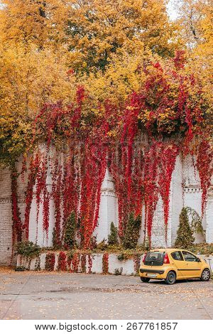 Kyiv, Ukraine - October 20, 2018: Yellow Car On Background With The Red And Green Virginia Creeper K
