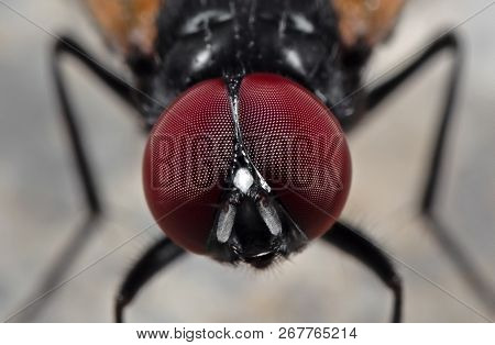 Macro Photography Of Eyes Of Noon Fly On The Floor