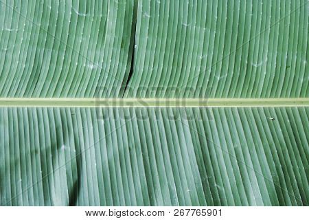 Close Up A Vein Pattern Of Banana Leaf For Background Backdrop