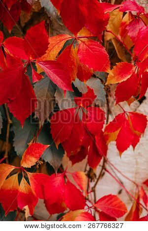 Background Of Red And Green Virginia Creeper Known As Five-leaved Ivy On The Wall.