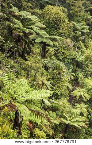 New Zealand Native Bush, Waitakere Ranges, Auckland Region. Includes Tree Fern.