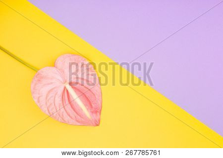 Tropical Flower Called Laceleaf On The Pastel Yellow And Purple Background. Trendy Colors. Copy-spac