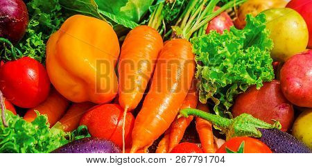 Different Bio Vegetables. Selective Focus. Food Nature.