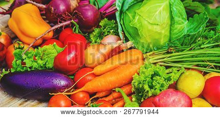 Different Bio Vegetables. Selective Focus. Food Nature.