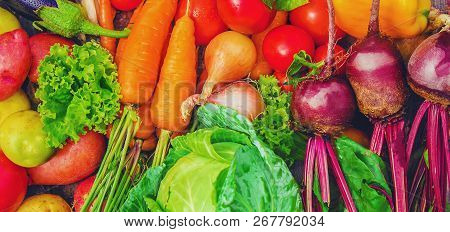 Different Bio Vegetables. Selective Focus. Food Nature.