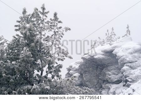 Snow-covered Rocks And Graphic Pines Against A Cloudy Sky During A Snowfall