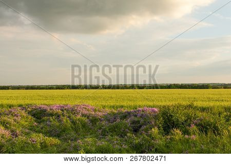 Young Wheatfield Near The Bloomig Meadow Under The Mainly Cloudy Sky