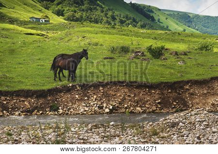 A Pair Of Horses Grazing On Green Pastures In A Mountain Valley Of A Mountain Gorge On Hills Of Mead