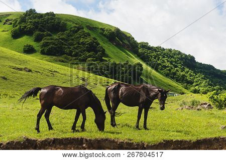 A Pair Of Horses Grazing On Green Pastures In A Mountain Valley Of A Mountain Gorge On Hills Of Mead