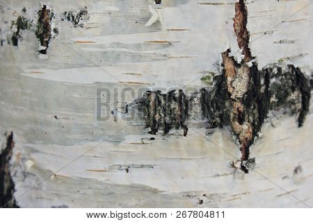 Birch Tree Trunk Texture Close Up View. Natural Background Of Birch Tree Trunk With White And Black 