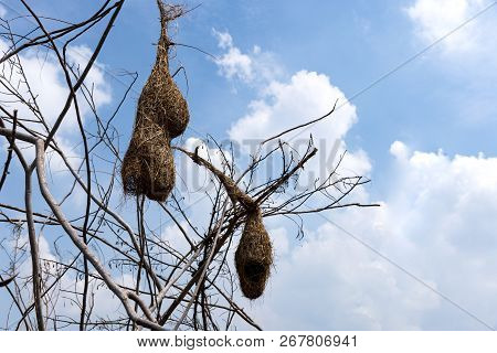 The Bird's Nest, Abandoned On The Old Krachap Twigs. Bird's Weaverbird.