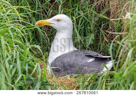Brooding Seagull At Inchcolm Island Near Edinburgh In Scotland