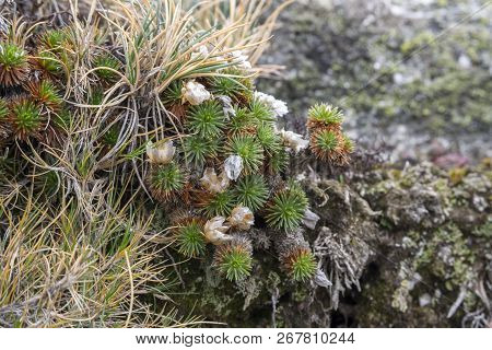 Close Up Of Armeria Caespitosa, A Flowering Plant In The Family Plumbaginaceae. It Is An Endemic Spe