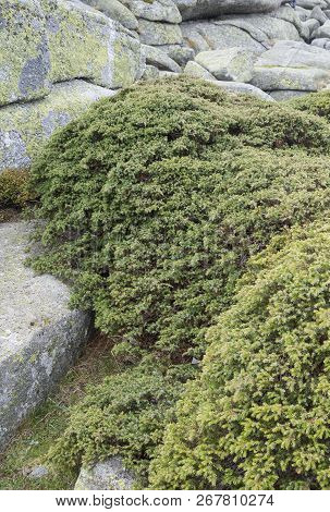 Common Juniper, Juniperus Communis Subsp. Alpina. Photo Taken Siete Picos (seven Peaks) Range, Guada