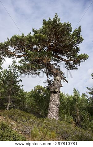 Scots Pine Forest And Padded Brushwood (cytisus Oromediterraneus And Juniperus Communis) In Siete Pi