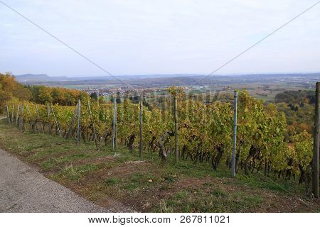 View Into A Vineyard In The Landscape Stromberg In Germany