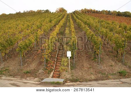 Vineyard Near Guendelbach Im Stromberg. Through The Middle Runs A Staircase That Serves For Surface 