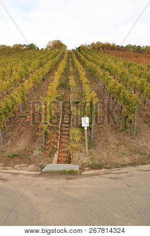 Vineyard Near Guendelbach Im Stromberg. Through The Middle Runs A Staircase That Serves For Surface 