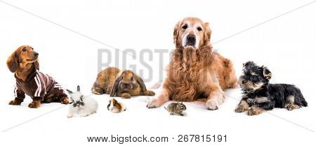 Cute fluffy dog,puppies,rabbits guinea pig and degus lying isolated on white background