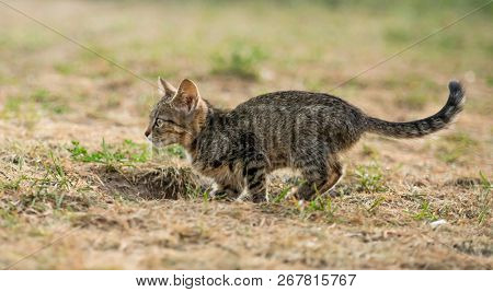 Little striped kitten walking on the ground with tucked tail up