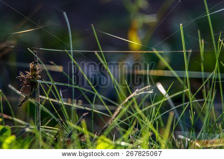 Grass With Spider Web. Grass On The Background Of River. Closeup Of Green Grass. Spider Web On A Gre