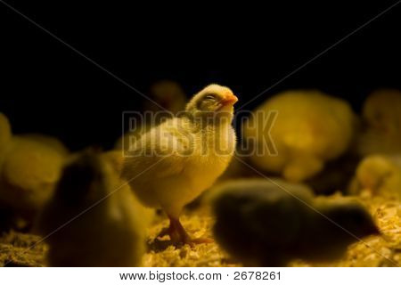 ลูกไก่