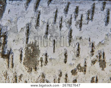Birch Bark With Black Dots In The Forest In Autumn