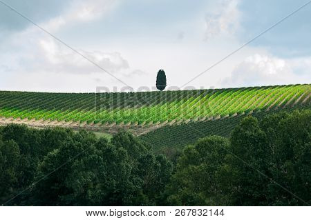 Spectacular Magical Tuscany Vineyards In Valleys With Italian Evergreen Cypress. Outdoors Horizontal