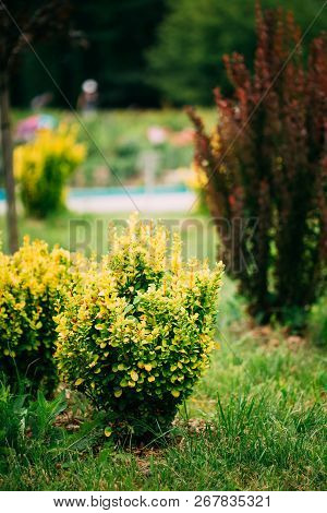 Bush Of Berberis Thunbergii, The Japanese Barberry, Thunbergs Barberry. Flowering Plant In The Barbe