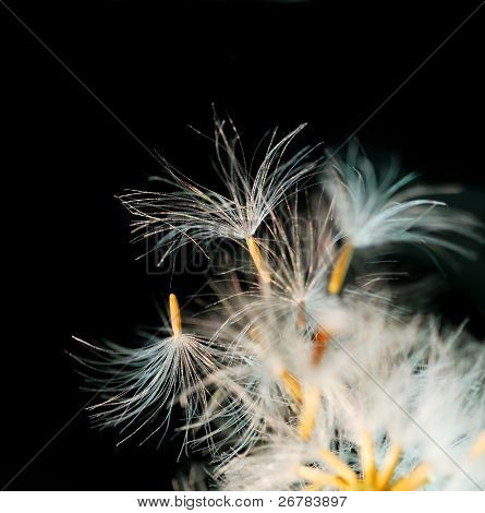 Einige Löwenzahn Samen fliegen davon auf einem schwarzen Hintergrund