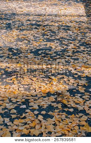 Yellow Autumn Leaves On The Ground