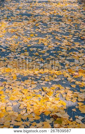 Yellow Autumn Leaves On The Ground