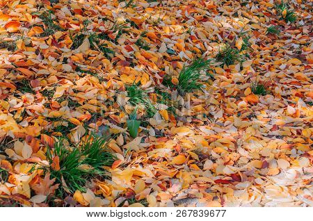 Yellow Autumn Leaves On The Ground