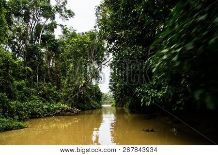 Sail Along The Lush Rainforest Along The Yellow Water Of Sabah, Borneo. Malaysia.