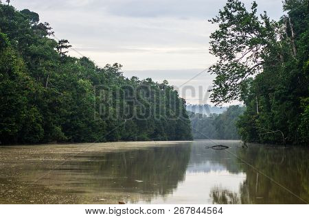 Rainforest Along The Kinabatangan River, Sabah, Borneo. Malaysia.