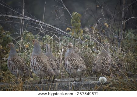 Red-legged Partridge, Alectoris Rufa, Standing On A Stone And Looking Down At The Ground