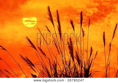 석양의 하늘 배경 위에 햇빛에 대하여 bulrushes.더 많은 일몰에 대 한 내 갤러리를 보세요.