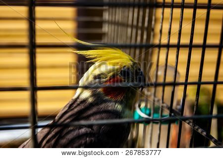 Corella Parrot In A Cage. A Close-up Of A Domestic Parrot.