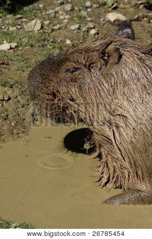 Capybara i mudder vand