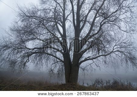 Autumn Forest Mist Trees Silhouette Landscape. Mysterious Forest Mist Trees In Autumn Fog. Halloween
