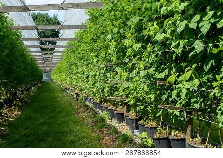 Indoor Bio Farming In Netherlands, Greenhouse With Rows Of Cultivated Raspberry Plants In Spring Sea