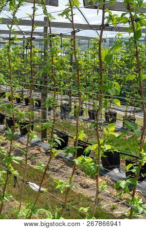 Indoor Bio Farming In Netherlands, Greenhouse With Rows Of Cultivated Black Currant Plants In Spring