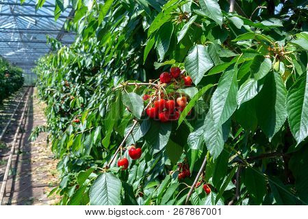 Organic Sweet Cherry Ripening On Cherry Tree Close Up, Sunny Day In Dutch Greenhouse